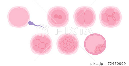 胚盤胞移植とは？妊娠の確率を上げる体外受精の基礎知識と流れ木場公園クリニック-JISART認定 体外受精・顕微授精
