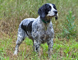 イングリッシュ・スプリンガー・スパニエル:犬種図鑑 - dogplus.me