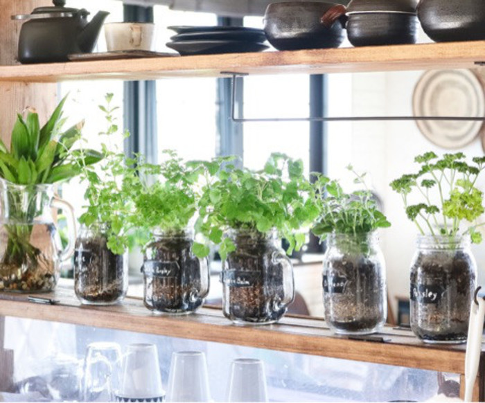 100均材料で始める野菜・ハーブの水耕栽培初心者でも簡単な9ステップガイドWOOTANG ウータン 水だけで育てる観葉植物-水耕栽培通販サイト