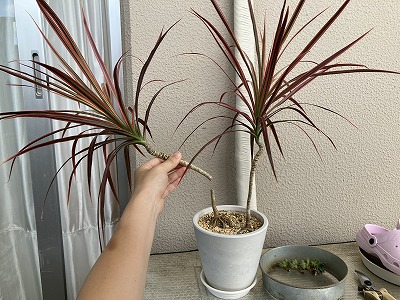 ドラセナ・コンシンネの挿し木 切り戻し に挑戦中！たぬまん