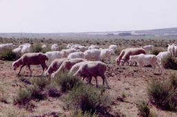 ヤクが草原を救う！モンゴルの砂漠化を止めたい私たちの挑戦 - CAMPFIREキャンプファイヤー