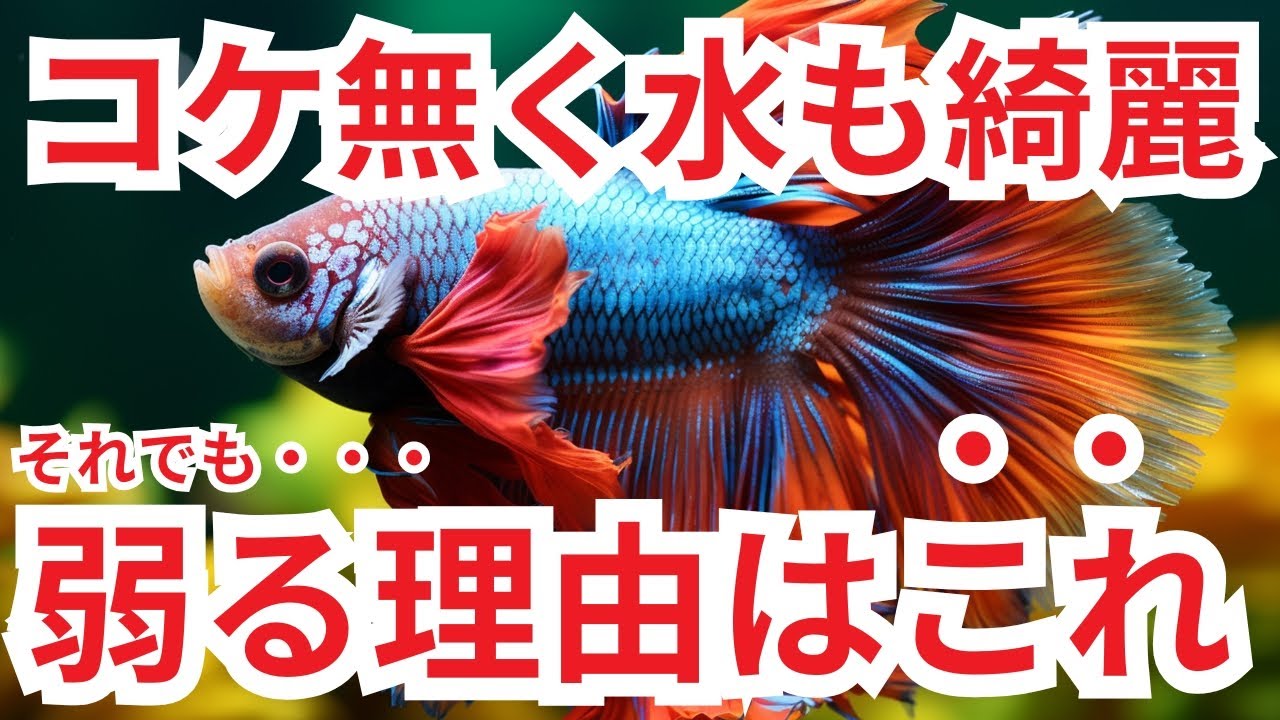 送料無料 25cm型 ろ過装置単体＆循環ポンプ配管セット 水槽なしTVで紹介 水換え不要 せせらぎビオトープ 金魚 メダカ NHK楽天市場TVで紹介されました 水換え不要 水槽セット せせらぎビオトープ 25cm 水槽セット 約14L NHK おはよう日本 まちかど情報室