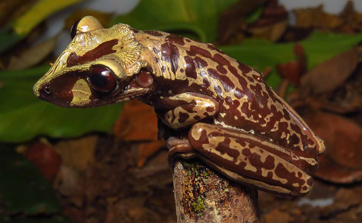 カエルは世界最強の生き物？美しい毒ガエルたちの秘密水族館の生き物たち池袋・サンシャイン水族館