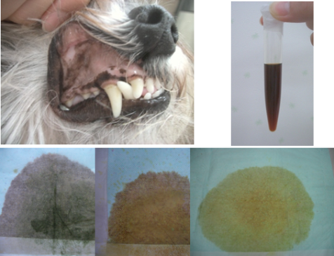 獣医師監修 犬の舌が白い場合に考えられる病気と対処法について - petan