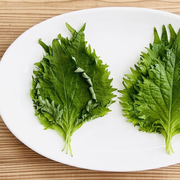 長持ち！～大葉の保存方法～ by HIROマンマクックパッド簡単おいしいみんなのレシピが392万品