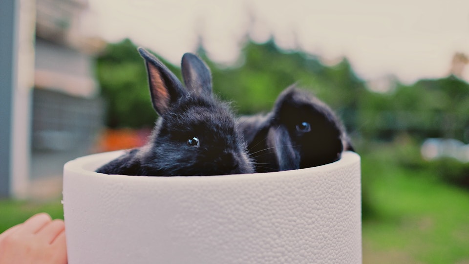 ウサギの湿性皮膚炎メルどうぶつ病院小山市で犬・猫の診療・健康診断・避妊去勢手術・FIP治療なら小山市の動物病院メルどうぶつ病院へ