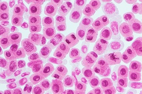 細胞分裂 01808015560 の写真・イラスト素材アマナイメージズ