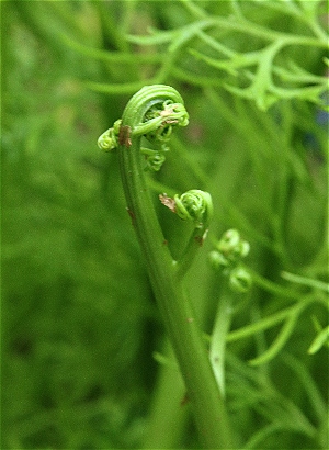 ミズワタクチビルケイソウってどれのこと