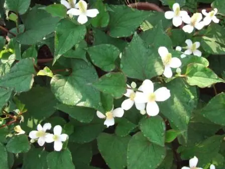 本当は薬草！ 独特の香りドクダミ - 藤沢市立大道小学校