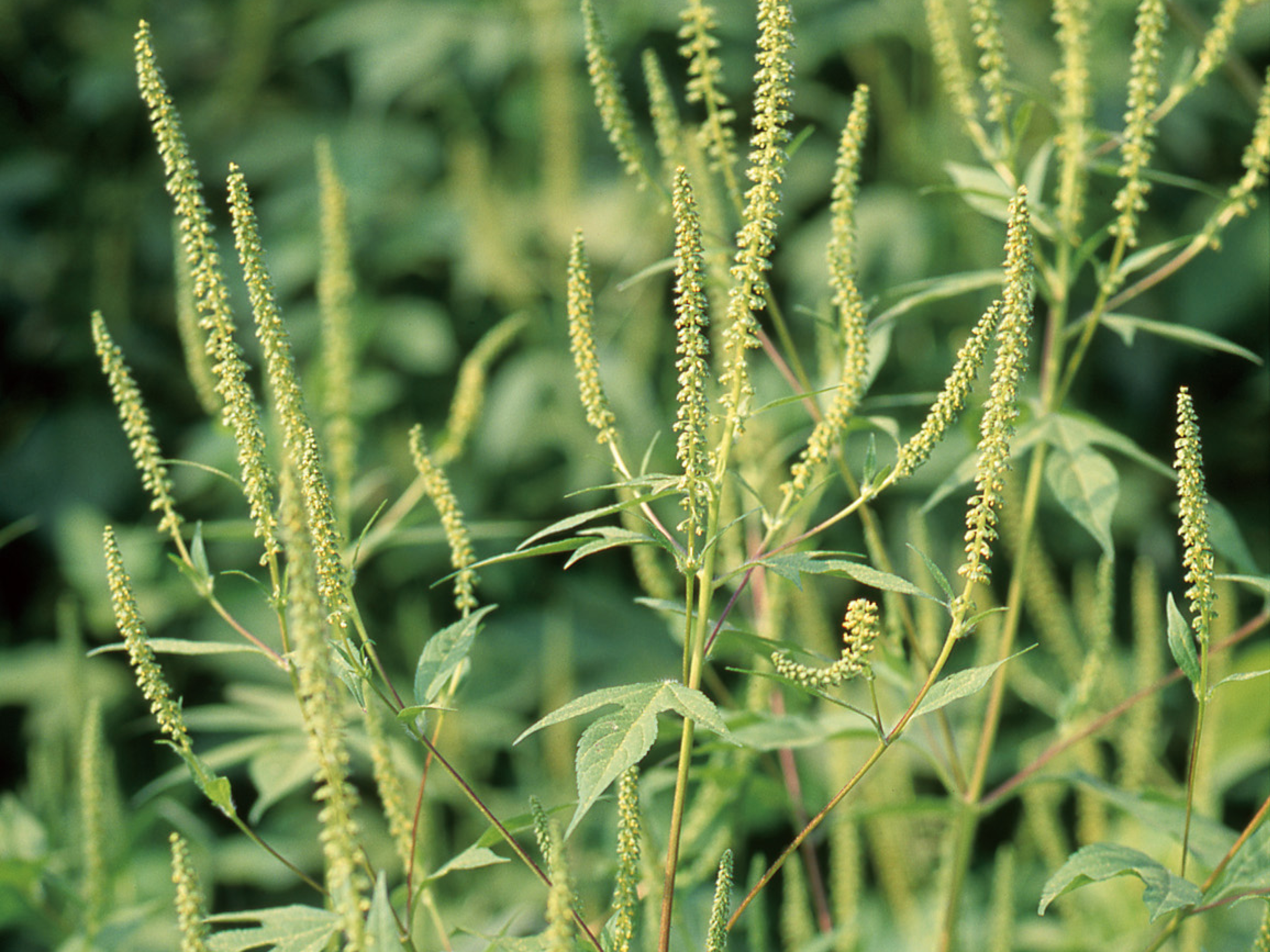 春だけじゃない花粉症 風邪などと見分けて対策を - 日本経済新聞