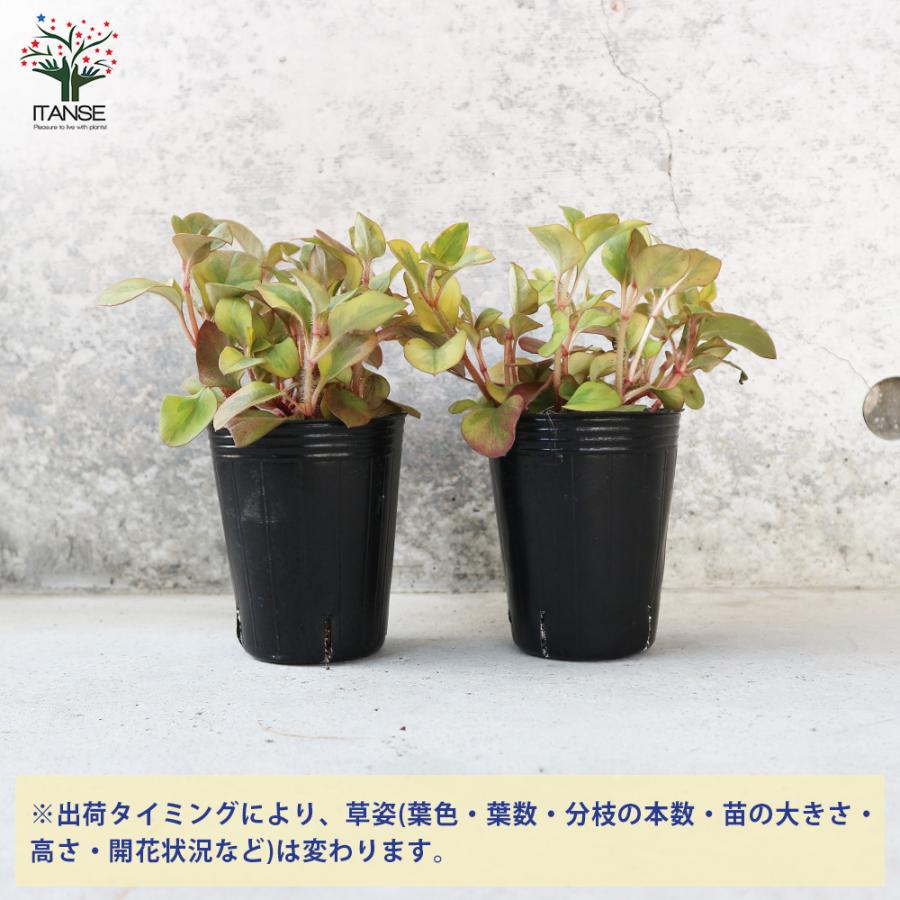 リシマキアは日陰もバラの株元も美しく彩る這って広がる植物GardenStoryガーデンストーリー