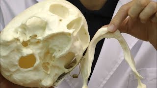 加齢による骨格の変化を知ろう kaw_メンズ理論 男性の髪で悩める全ての人に