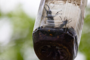 ダイアジノン粒剤5