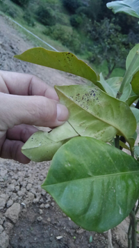 レモン 檸檬 のアブラムシの治療方法は