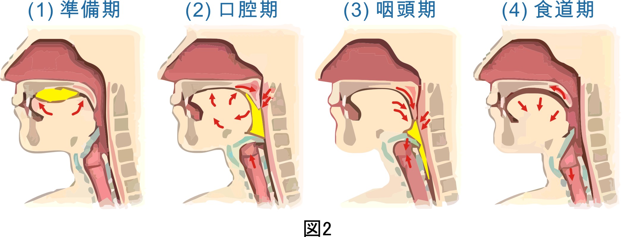 Visual Anatomy 視覚解剖学