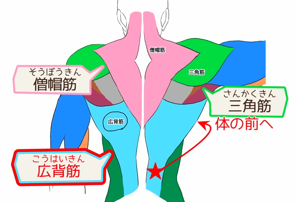 女性の全身のベクターイラスト:前面の筋肉図解のイラスト素材72870225- PIXTA
