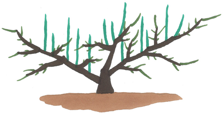 来年の豊作を目指して！養蜂事業部が行う” 梅うめ”の木の剪定作業 杉養蜂園養蜂果樹園芸梅の木剪定熊本菊鹿町農業農作業杉養蜂園豊作自然農法