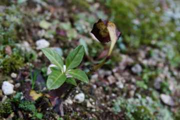 センリョウの挿し木をして1年8ヶ月 地植えにしたので場所選びのポイントを紹介します - Hanana tree