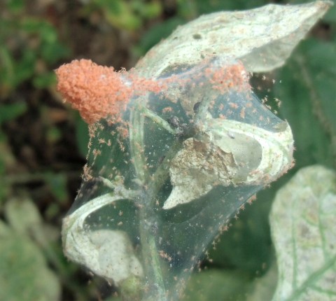 いちごのハダニとは？特徴や原因、対策、農薬 ナミハダニ・カンザワハダニ株式会社イチゴテック