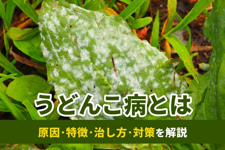 カボチャ栽培 酢や重曹だけじゃない！うどんこ病の予防と対策 有機農家直伝！無農薬で育てる家庭菜園 22 7 19