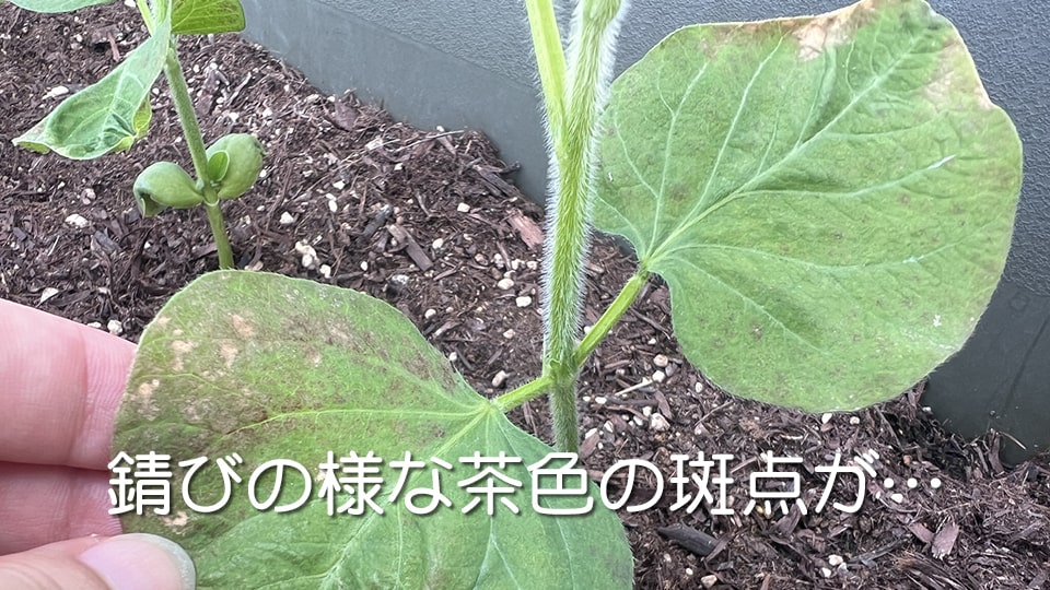 ベランダで水耕栽培枝豆の収穫 - アドベンチャーぱーちゃん