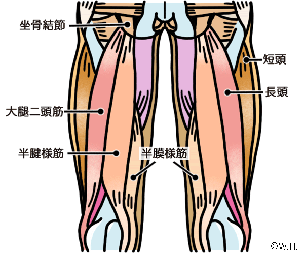 骨格系と筋肉│からだのしくみを調べる - 医療総合QLife