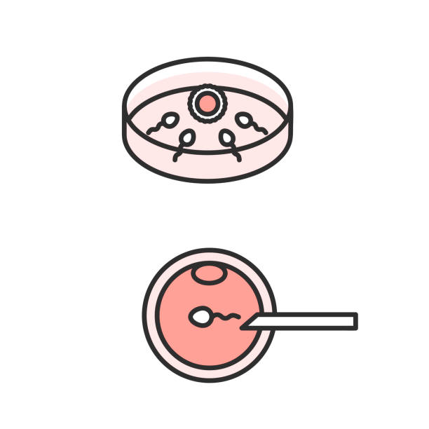 受精卵イラスト無料イラスト・フリー素材なら「イラストAC」