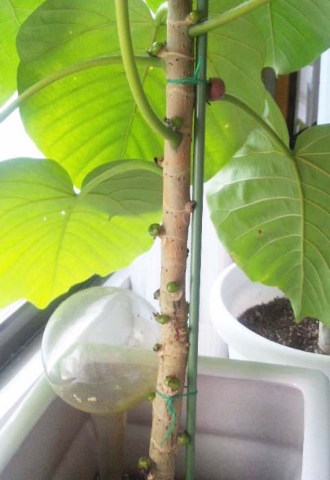 ウンベラータが萎れています お世話になります。挿し木か 園芸相談Q＆Aみんなの趣味の園芸