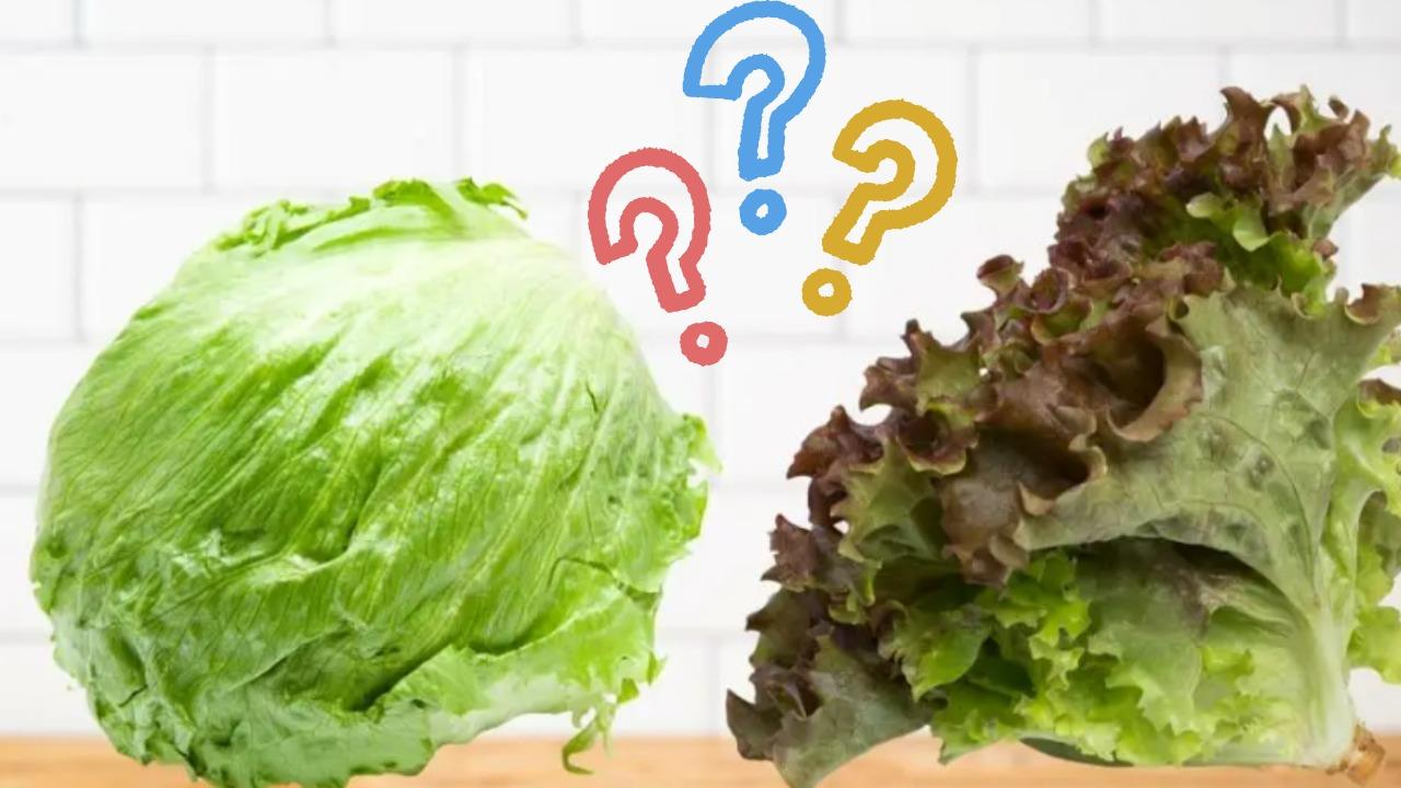 サニーレタスの栄養成分表 食品番号：6315 食品成分表