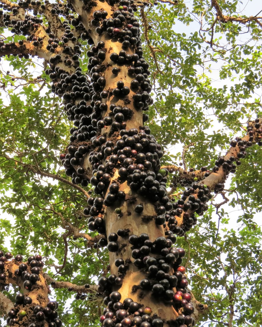 木の実、草の実、これは何の実？🍀GreenSnap グリーンスナップ