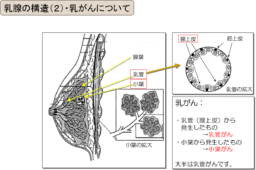 乳癌の画像診断-超音波検査とマンモグラフィ
