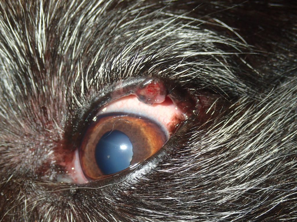 池田美優公式ツイッター @michopaaaaa より - スポニチ Sponichi Annex 芸能