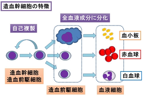 大阪大学医学部附属病院 臨床検査部