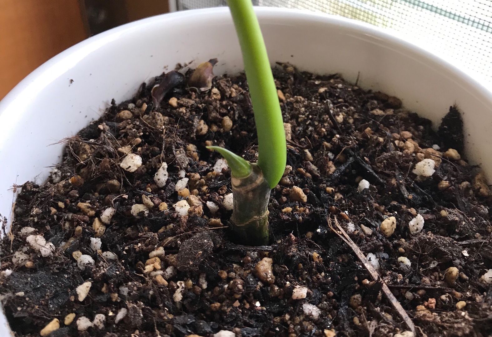 初めてのウンベラータの挿し木、成功か？失敗か？その後。 : MAIKOStyle