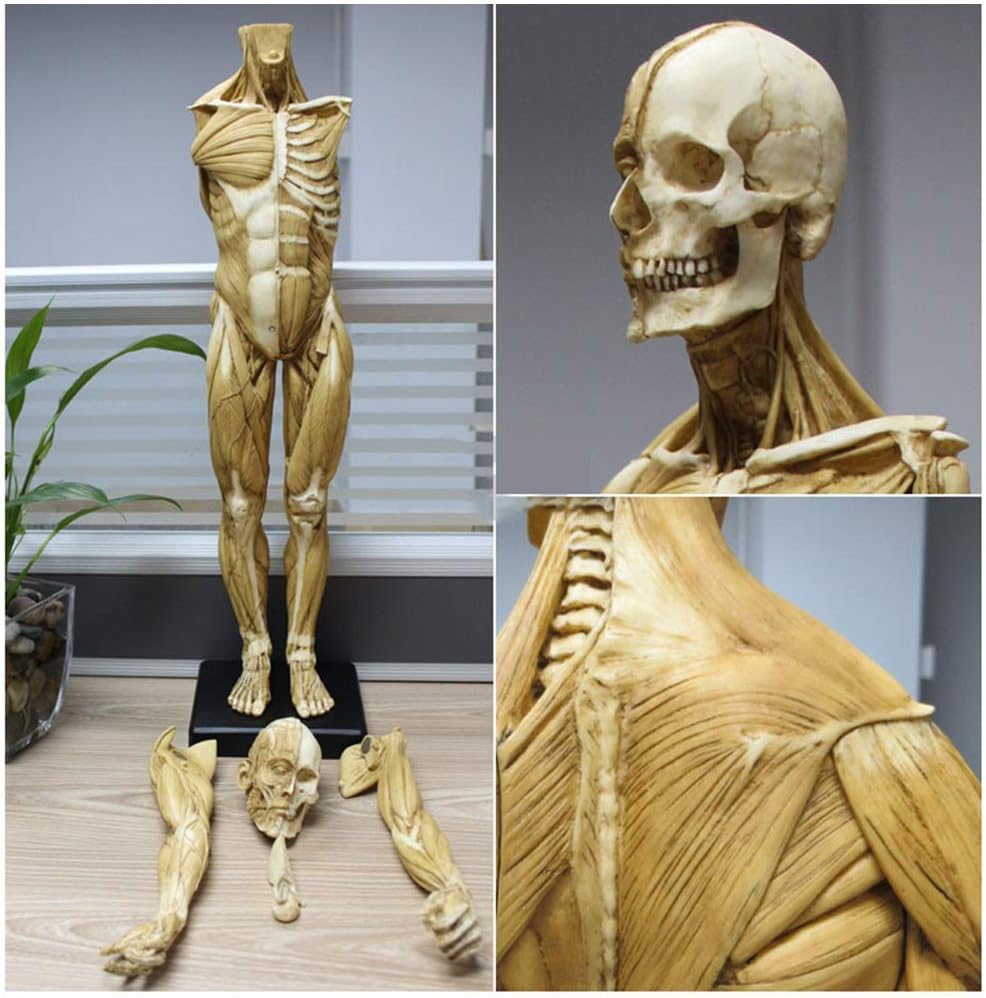 人体骨格図 解剖学 フランス アンティークプリント スケルトン 0010