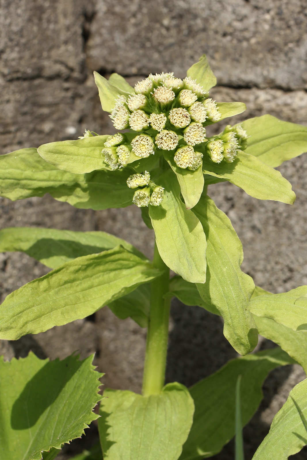 苦み成分が肝機能を強化する「フキノトウ 蕗の薹 」イシペディアお医者さんが編集長！食事学と医療のWEBマガジン