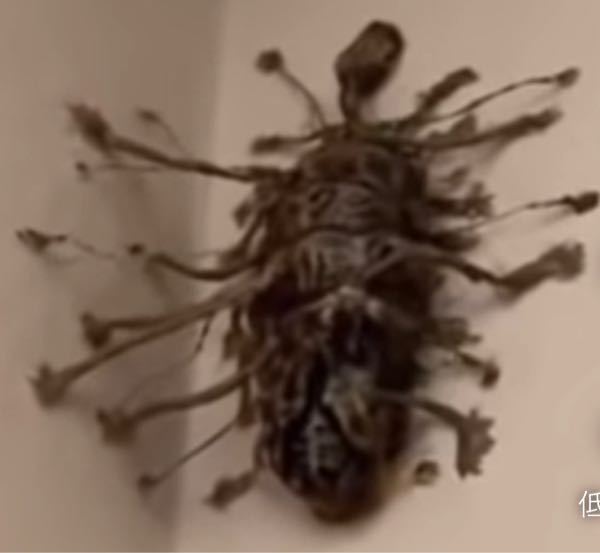 突如大発生した気持ち良くない虫 閲覧注意- 協同乳業研究所 農学博士 松本光晴のブログ