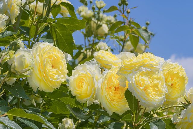 バラの花言葉とは？本数や色ごとの花言葉を徹底解説！-THE ROSE MAGAZINE