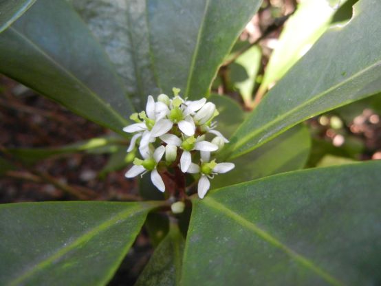 ミヤマシキミ 深山樒: 草花と自然Blog