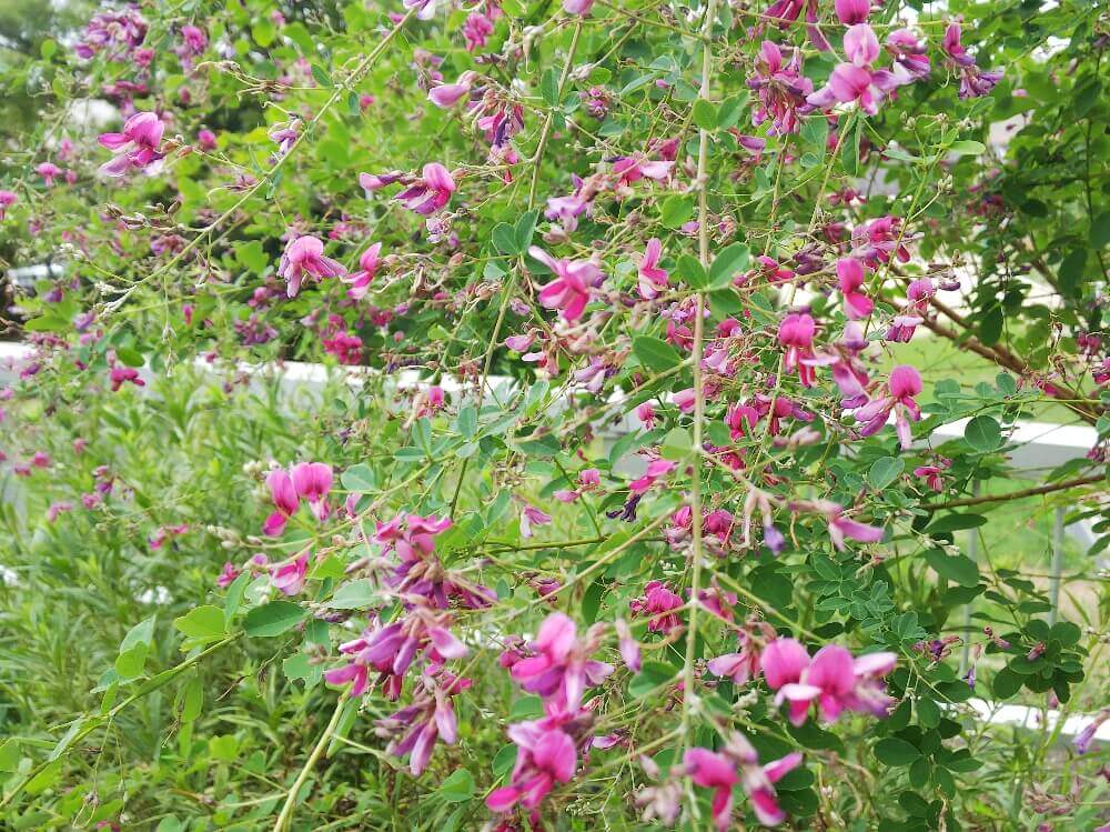 ハギの花言葉 頼りなげで儚く、しなやかでたくましい秋の七草花言葉のはなたま