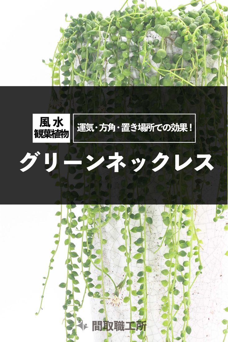 多肉植物の風水特徴別の効果や置き場所について観葉植物・お花の通販 AND PLANTSアンドプランツ