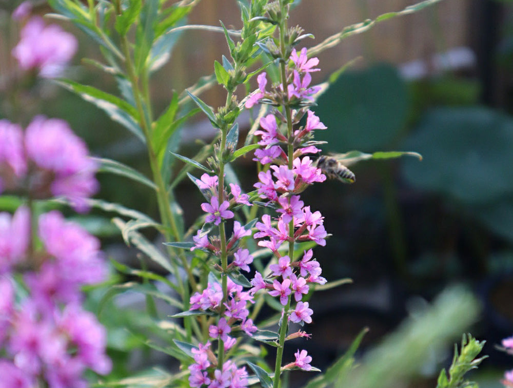 ハギ 萩 の花言葉名前の由来花言葉・誕生花HanaPrime ハナプライム