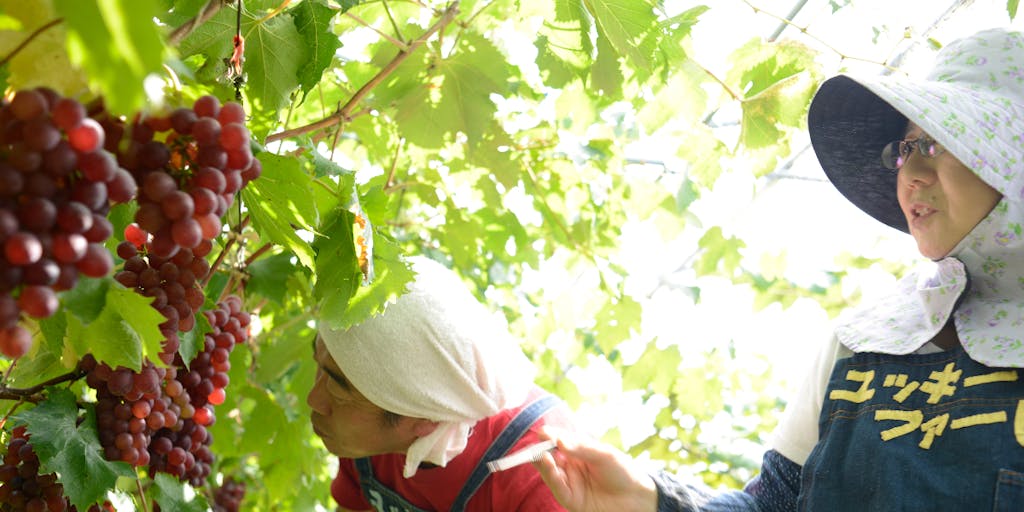 超豪華 果樹の剪定方法 からの剪定した枝で無限に苗を増やす！剪定方法と増やし方を紹介