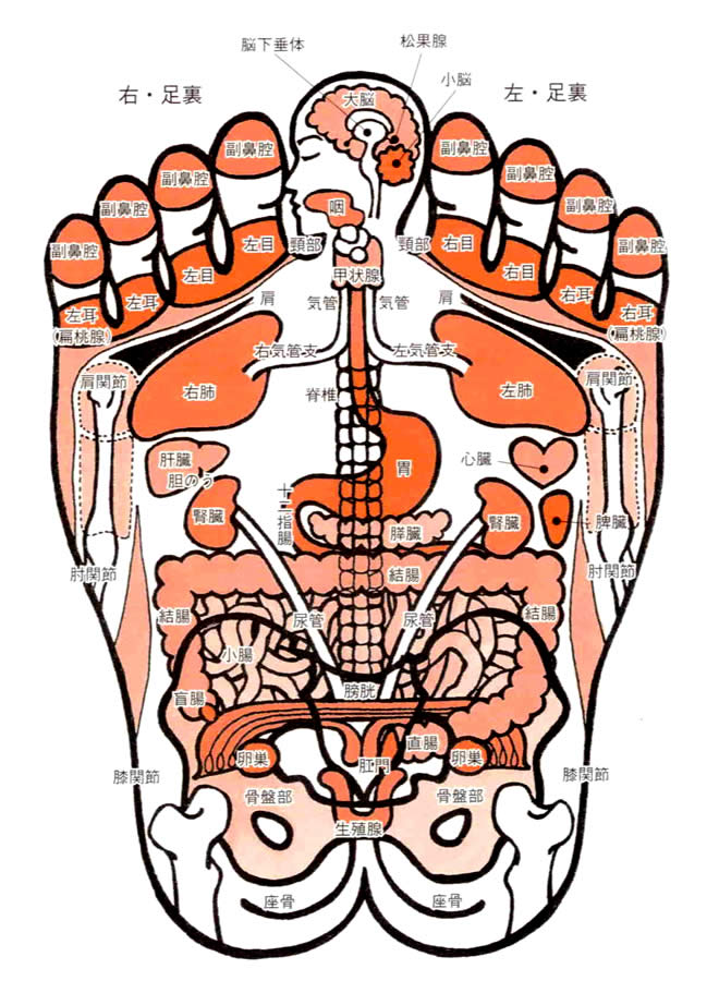 仙骨の反射区で下半身スイッチON足裏から骨盤底・自律神経を整える」