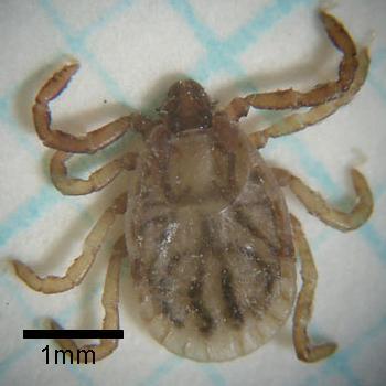 マダニが媒介する病気と予防について – 不二動物病院～青森県八戸市～