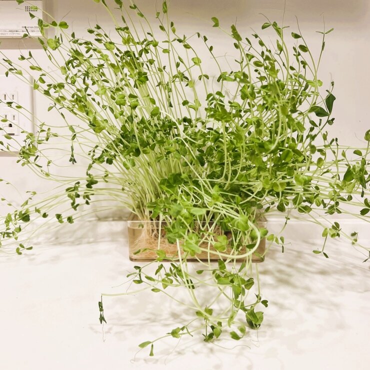 2度収穫！「豆苗」の再生栽培の生長記録。LOVEGREEN ラブグリーン