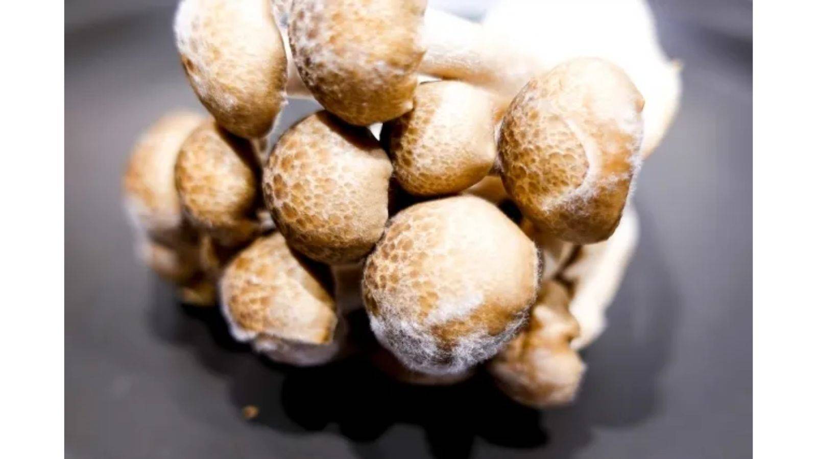 きのこに白いふわふわとしたカビのようなものが！食べても大丈夫？管理栄養士が解説ヨガジャーナルオンライン