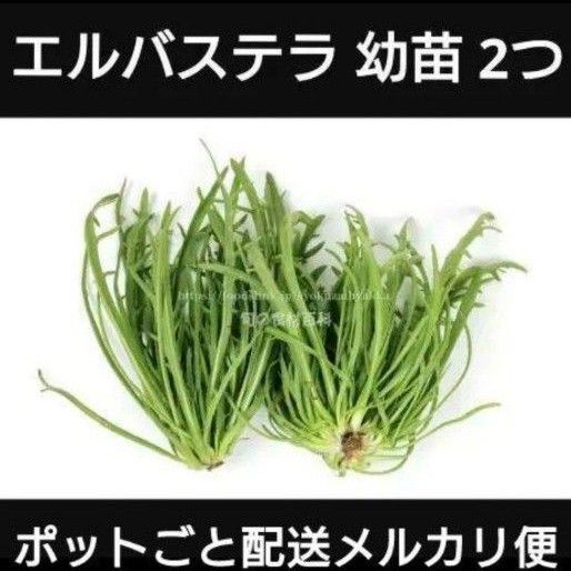 エルバステラが好き。今朝も焼き芋焼いた。ｱﾝｺの バタバタスローライフ日記
