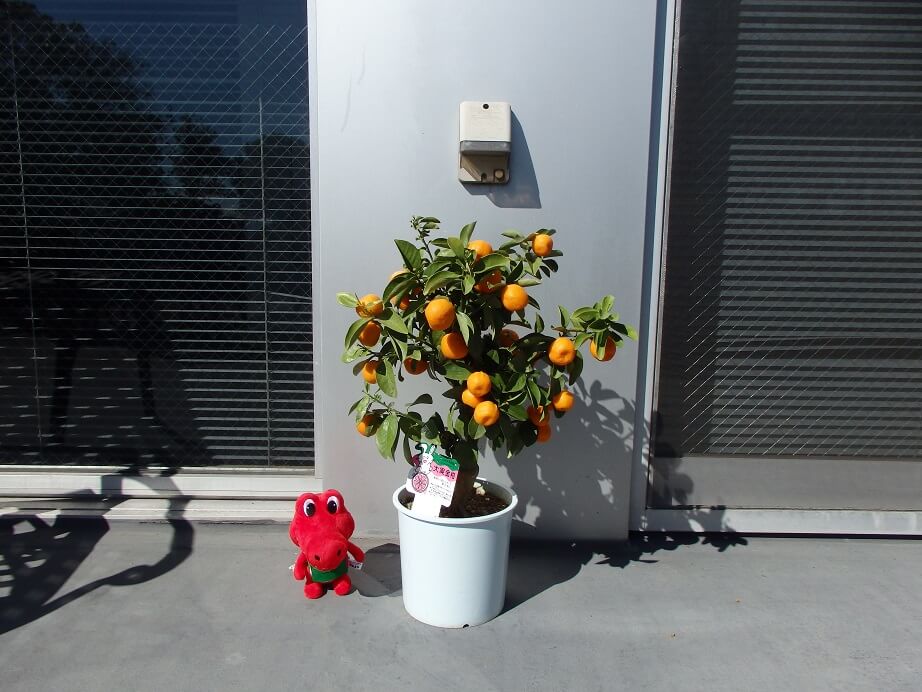 せとか」を鉢植えで栽培！ベランダ菜園でみかんを育てるよ – まあくんのなんでも体験記