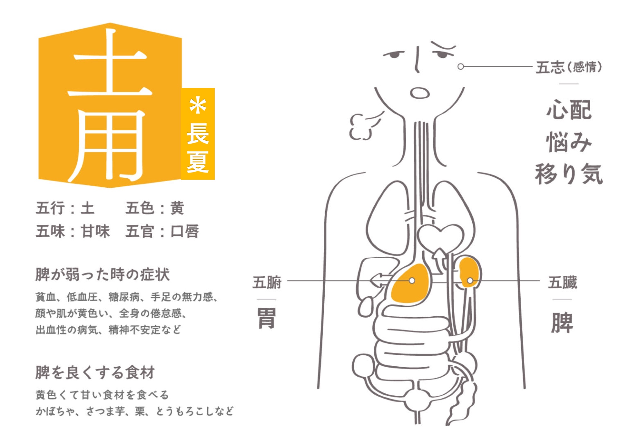 脾臓について - 上高橋オステオパシー整体院 Life熊本市西区の整体院